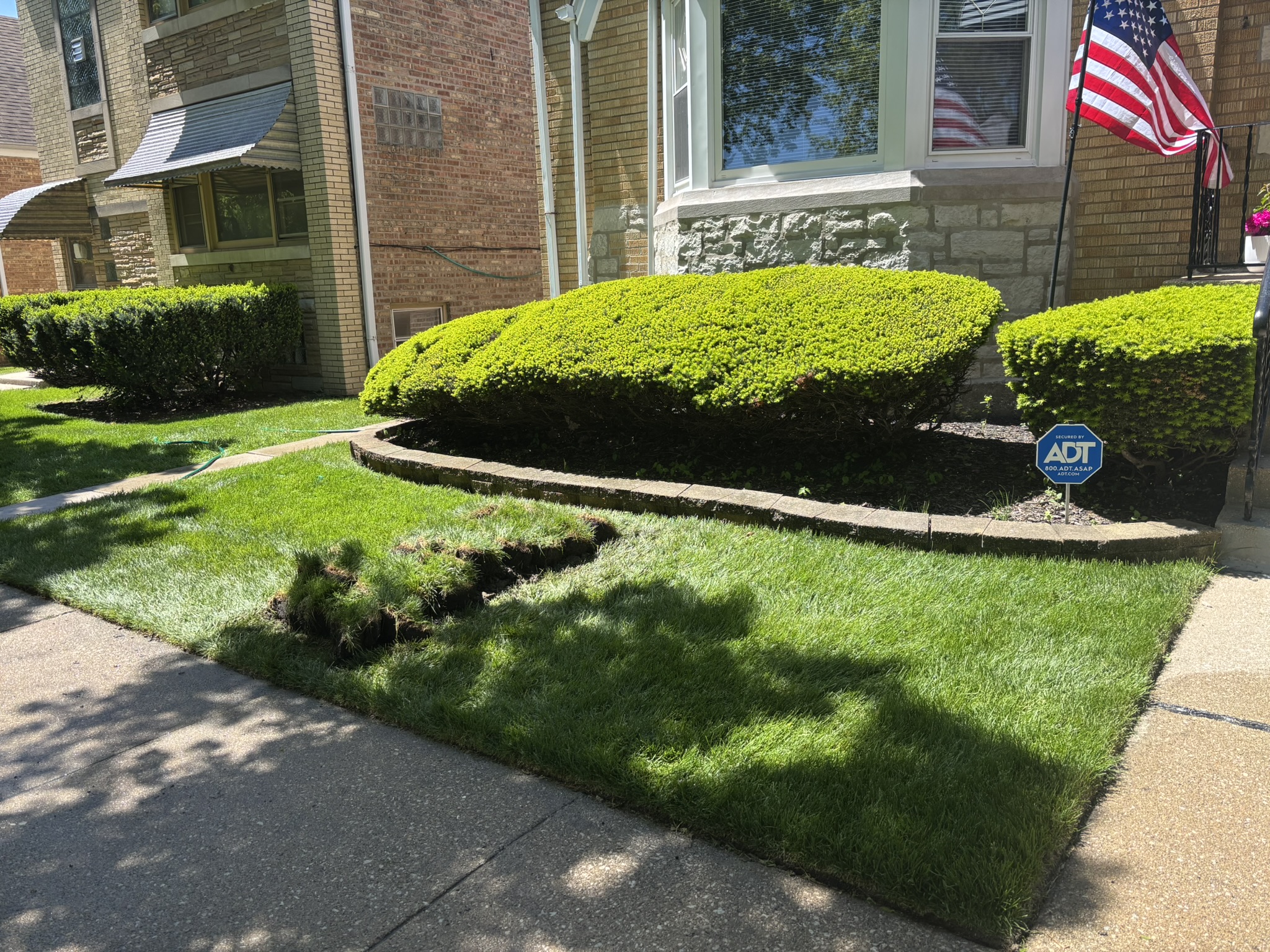 Chicago front yard restored with fresh sod after a sewer repair — grass, hedges and flag back in place