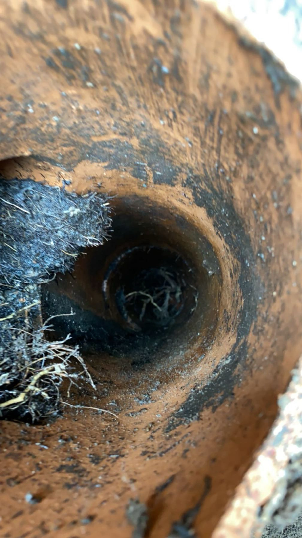 Camera sewer line inspection Chicago — tree roots invading a clay pipe joint