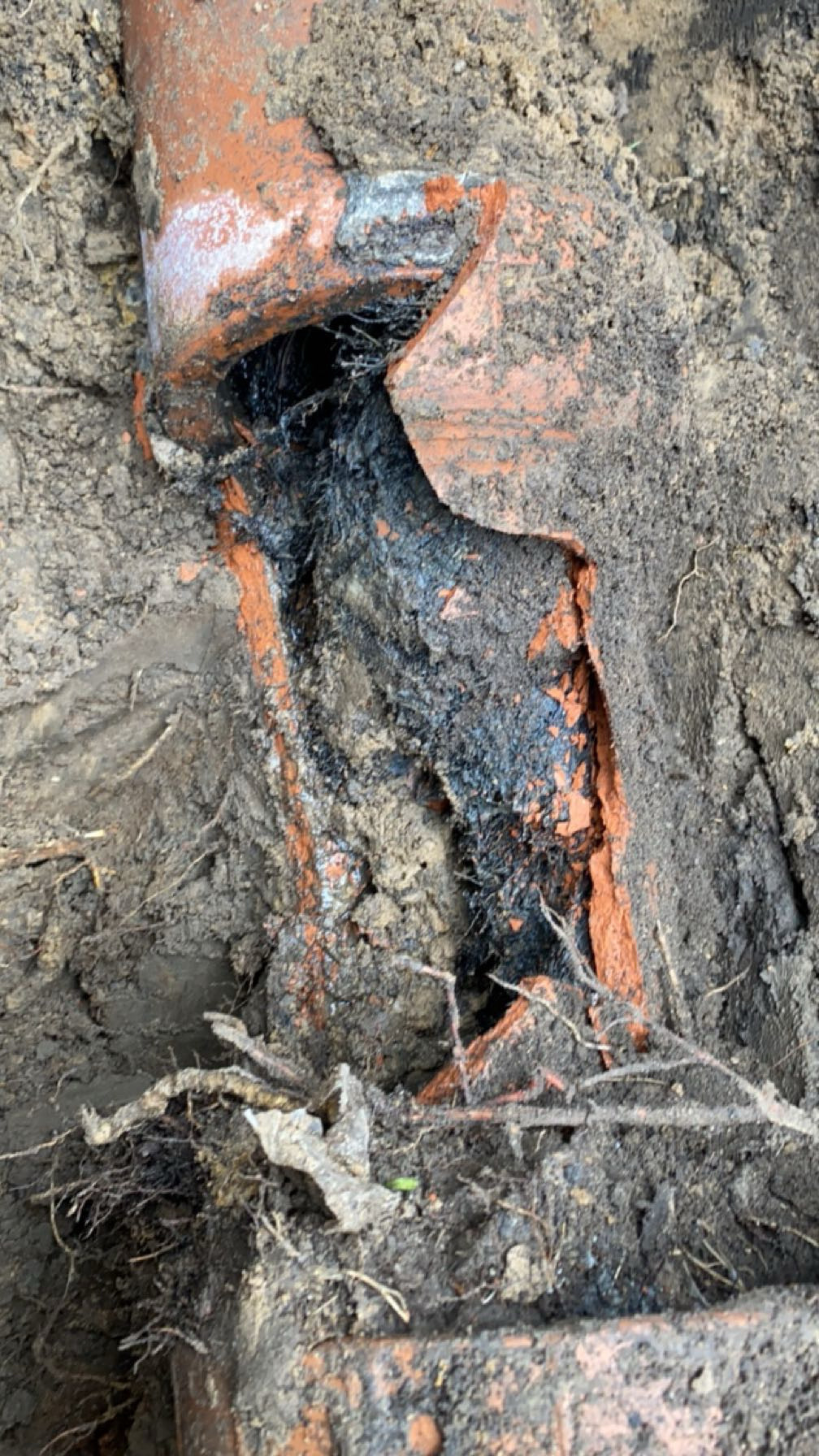 Chicago clay sewer pipe cracked open by tree roots — a common failure we repair