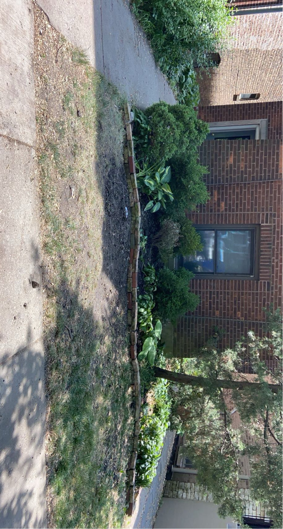 Same Chicago front yard after the sewer cleanout install — trench backfilled, dirt hauled off, beds and brick edging back in place
