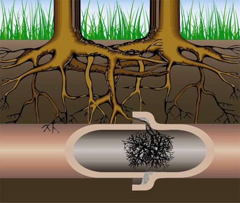 Diagram showing tree roots infiltrating a sewer line